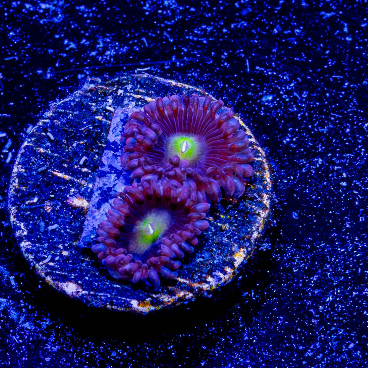 Bombshells Zoanthid - riptide aquaculture llc