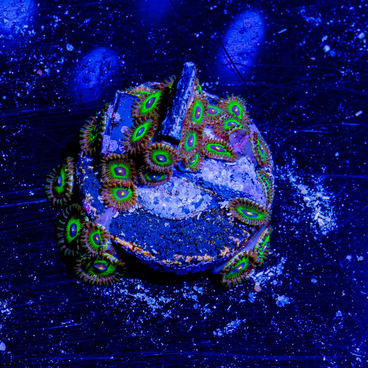Odd Balls Zoanthid - riptide aquaculture llc
