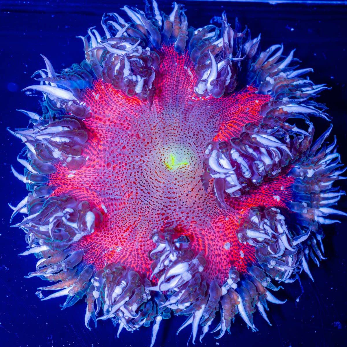 Ultra Rock Flower 003 - riptide aquaculture llc