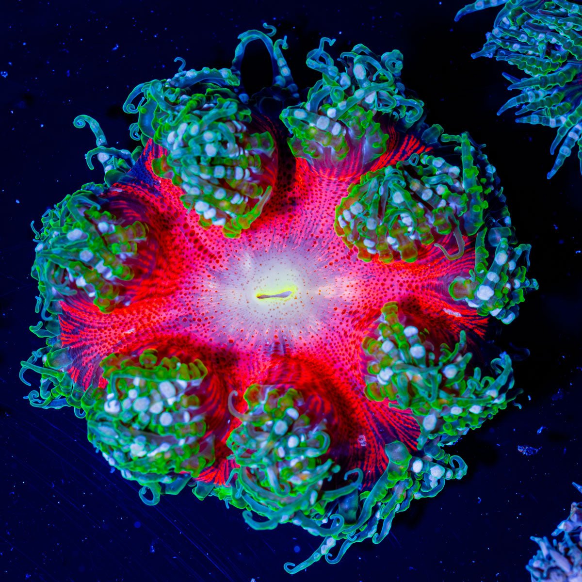 Ultra Rock Flower 004 - riptide aquaculture llc