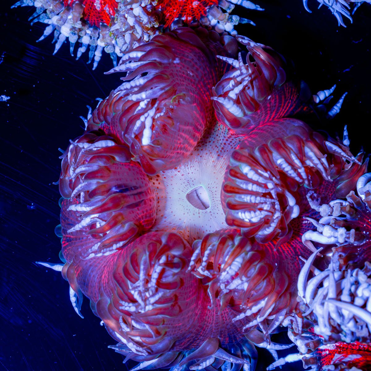 Ultra Rock Flower 011 - riptide aquaculture llc
