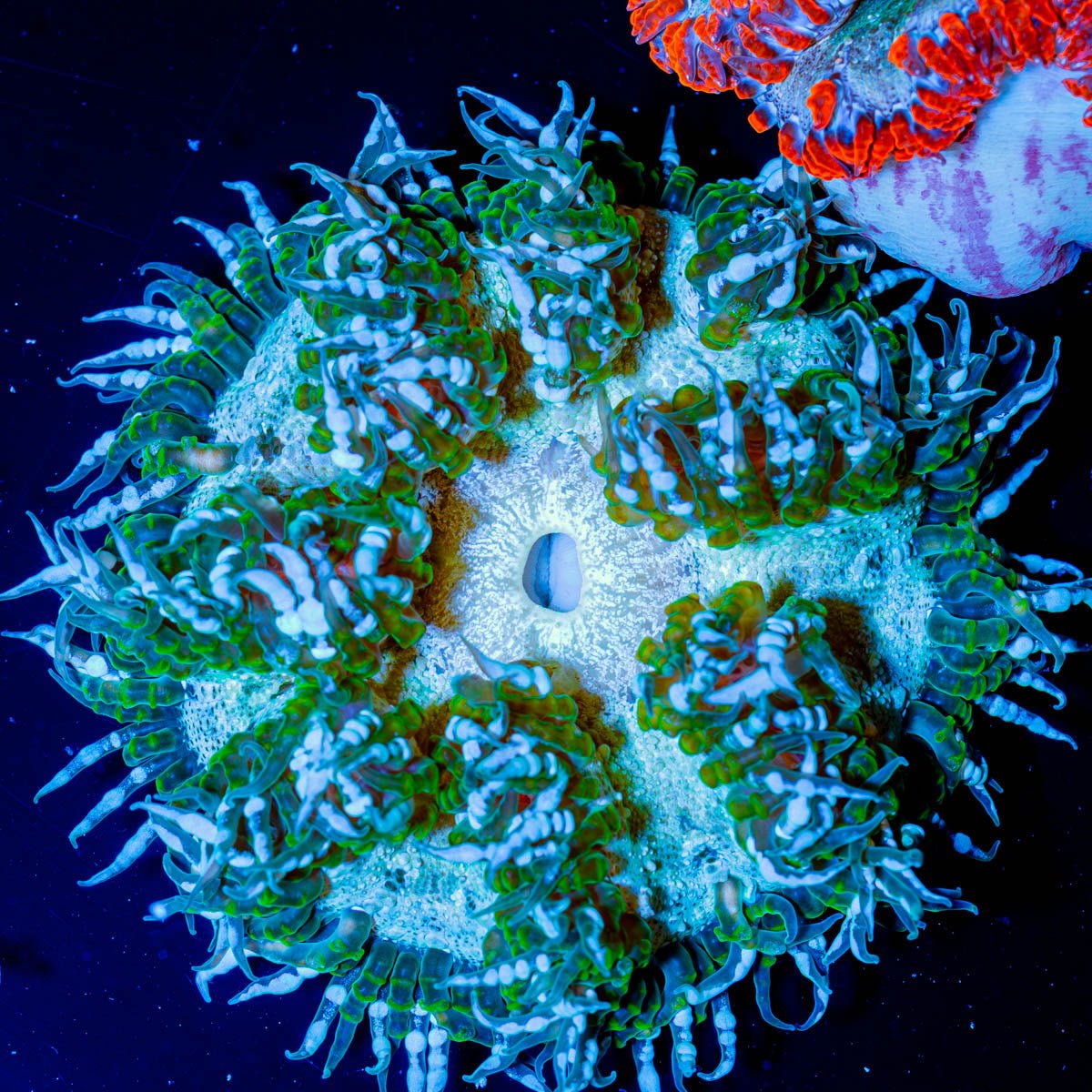 Ultra Rock Flower 020 - riptide aquaculture llc