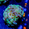 Assorted Branching Hammer - Cultured - riptide aquaculture llc