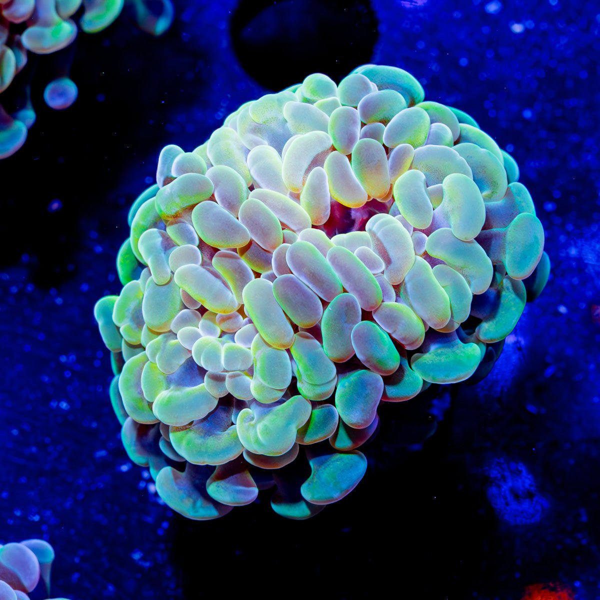 Assorted Branching Hammer - Cultured - riptide aquaculture llc