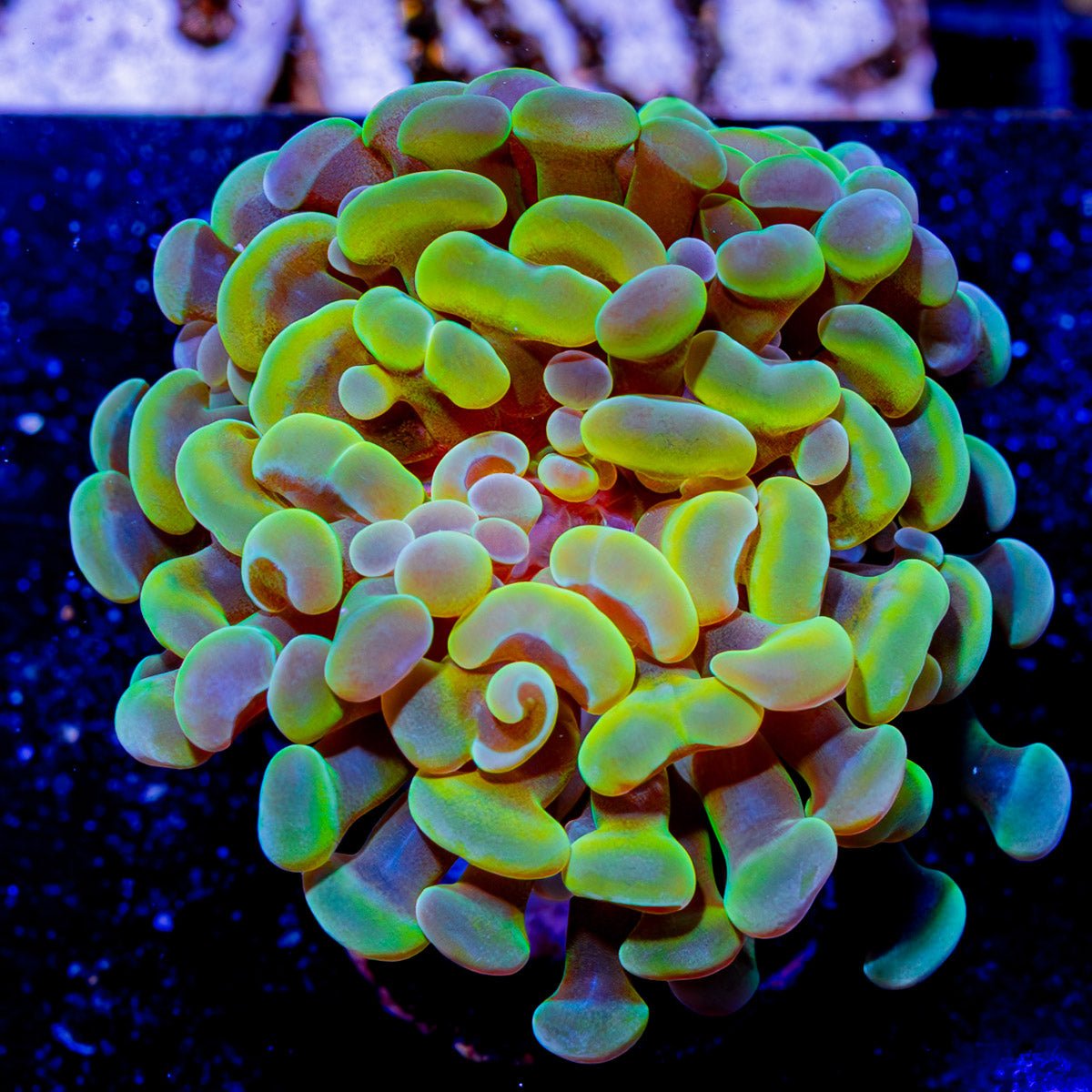 Assorted Branching Hammer - Cultured - riptide aquaculture llc