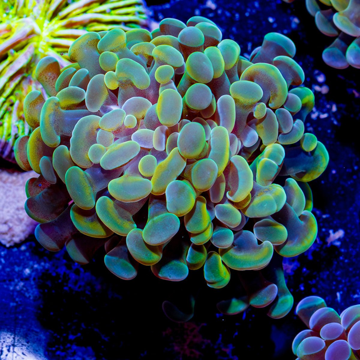 Assorted Branching Hammer - Cultured - riptide aquaculture llc