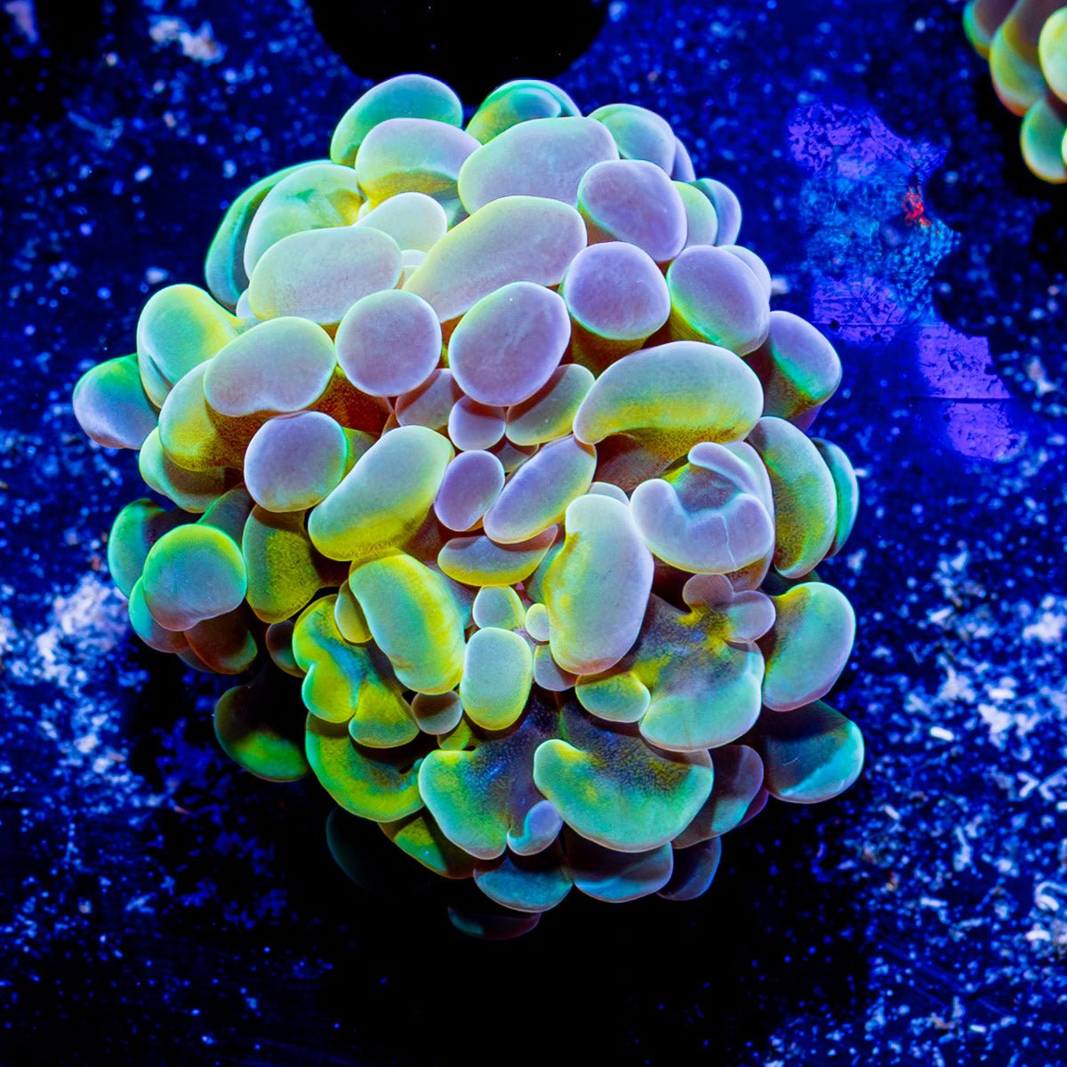 Assorted Branching Hammer - Cultured - riptide aquaculture llc