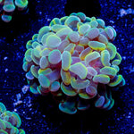 Assorted Branching Hammer - Cultured - riptide aquaculture llc