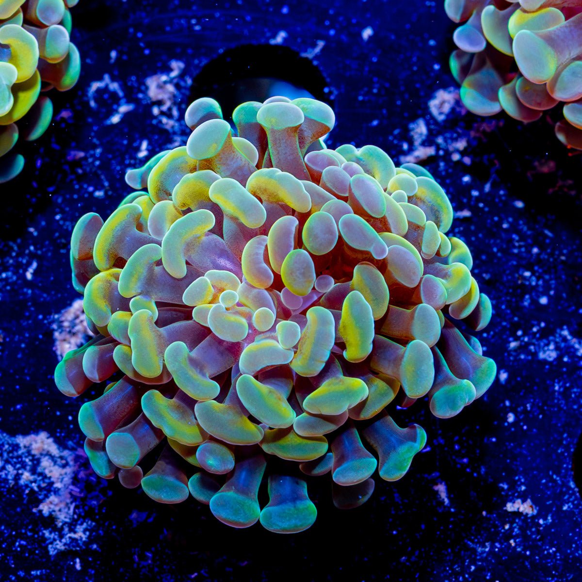 Assorted Branching Hammer - Cultured - riptide aquaculture llc