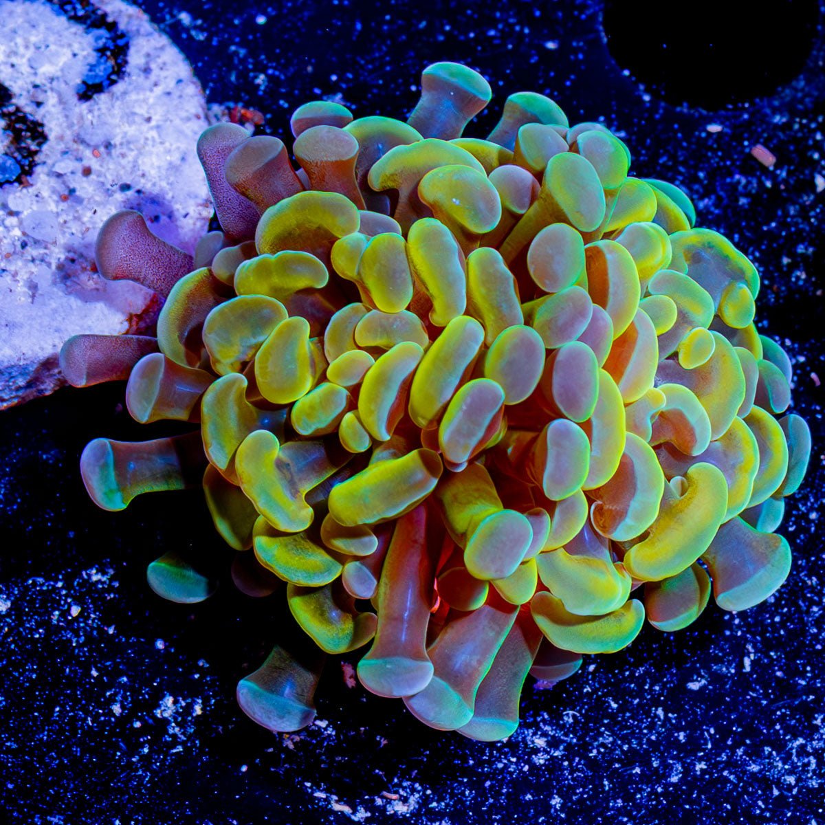 Assorted Branching Hammer - Cultured - riptide aquaculture llc
