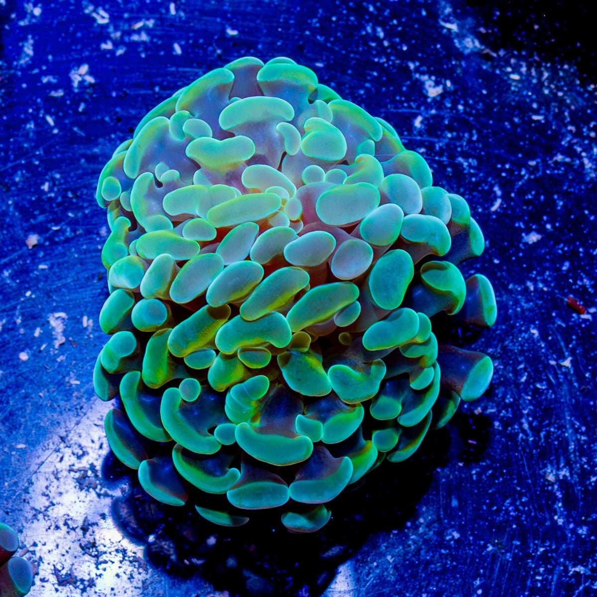 Assorted Branching Hammer - Cultured - riptide aquaculture llc