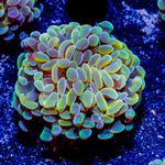 Assorted Branching Hammer - Cultured - riptide aquaculture llc