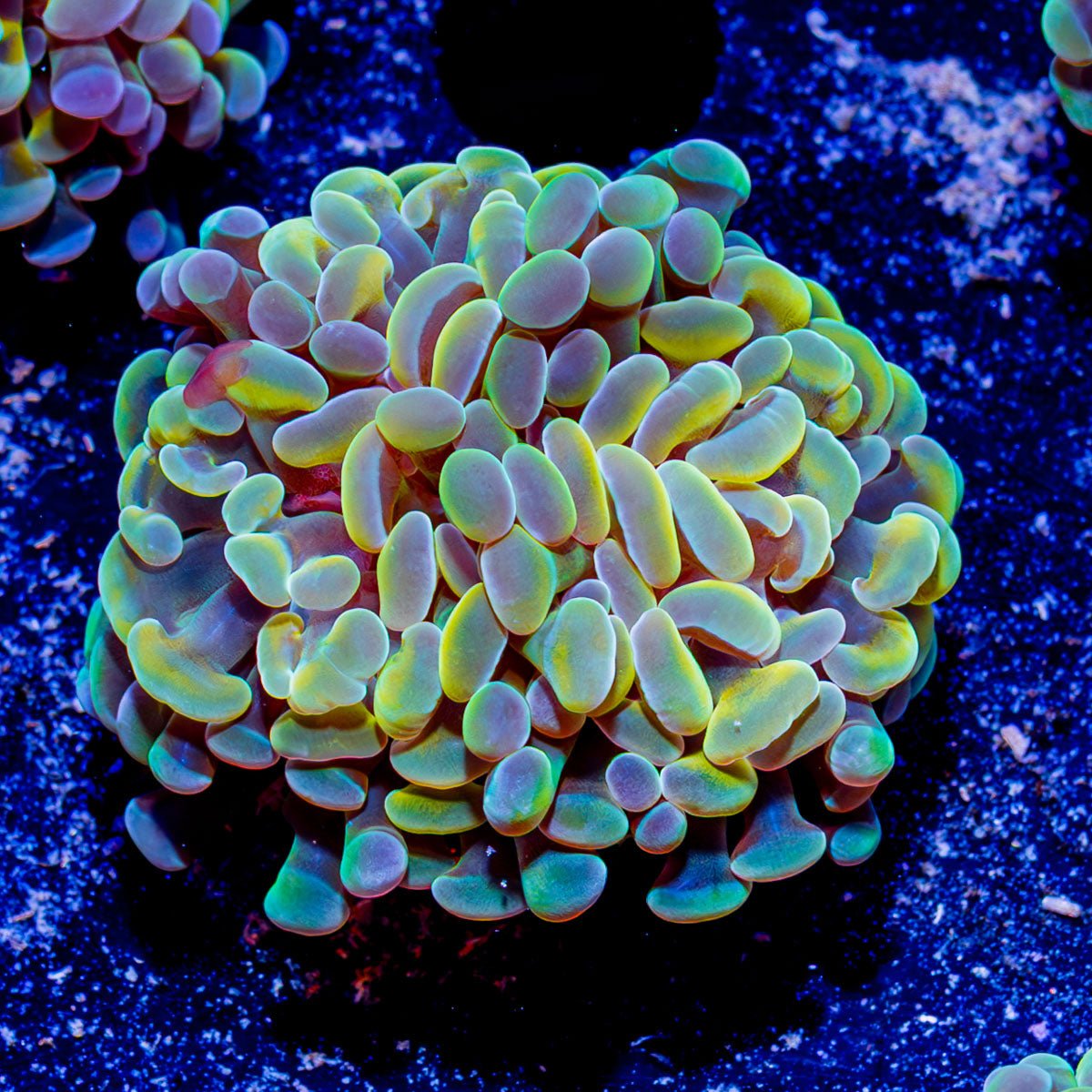 Assorted Branching Hammer - Cultured - riptide aquaculture llc