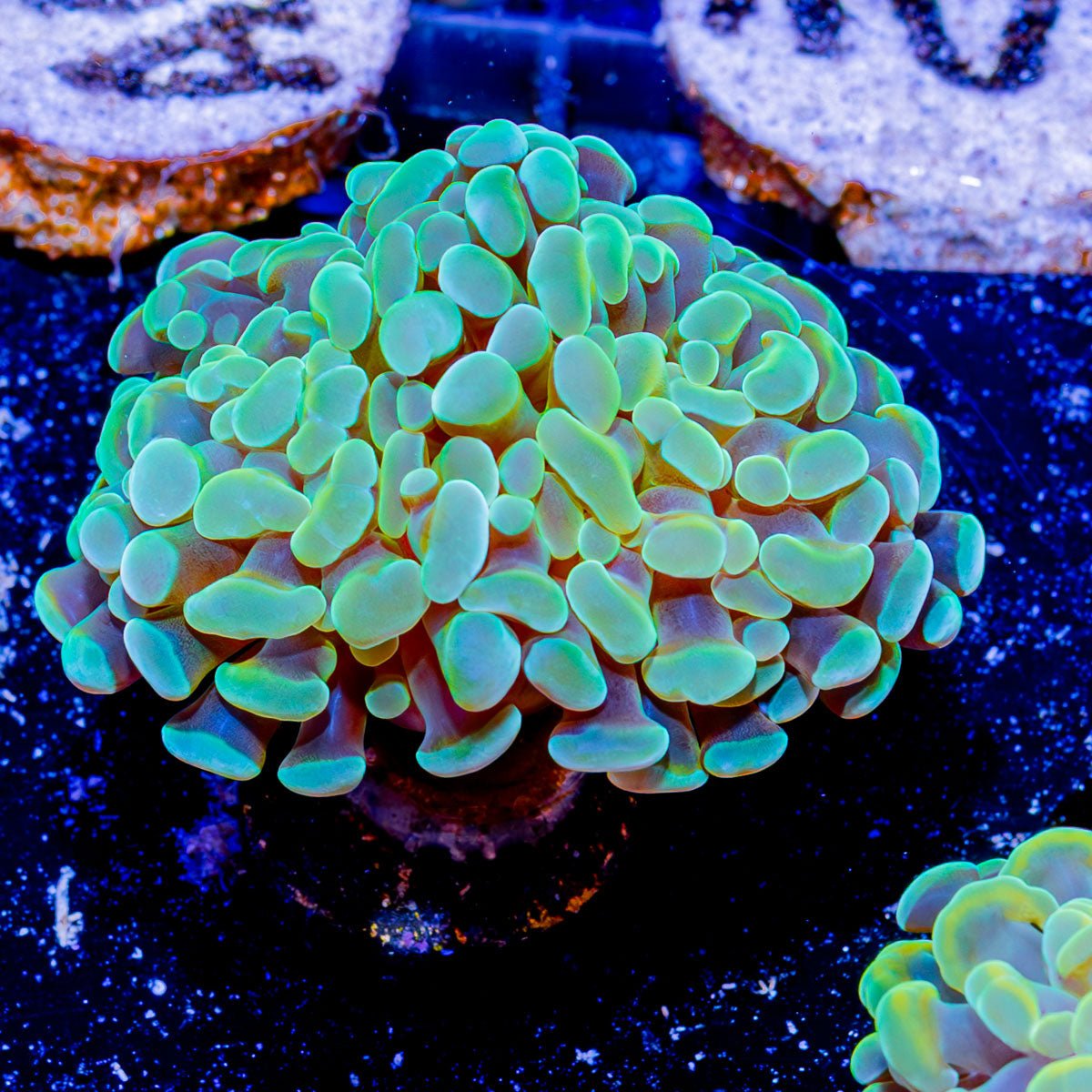 Assorted Branching Hammer - Cultured - riptide aquaculture llc