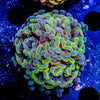 Assorted Branching Hammer - Cultured - riptide aquaculture llc