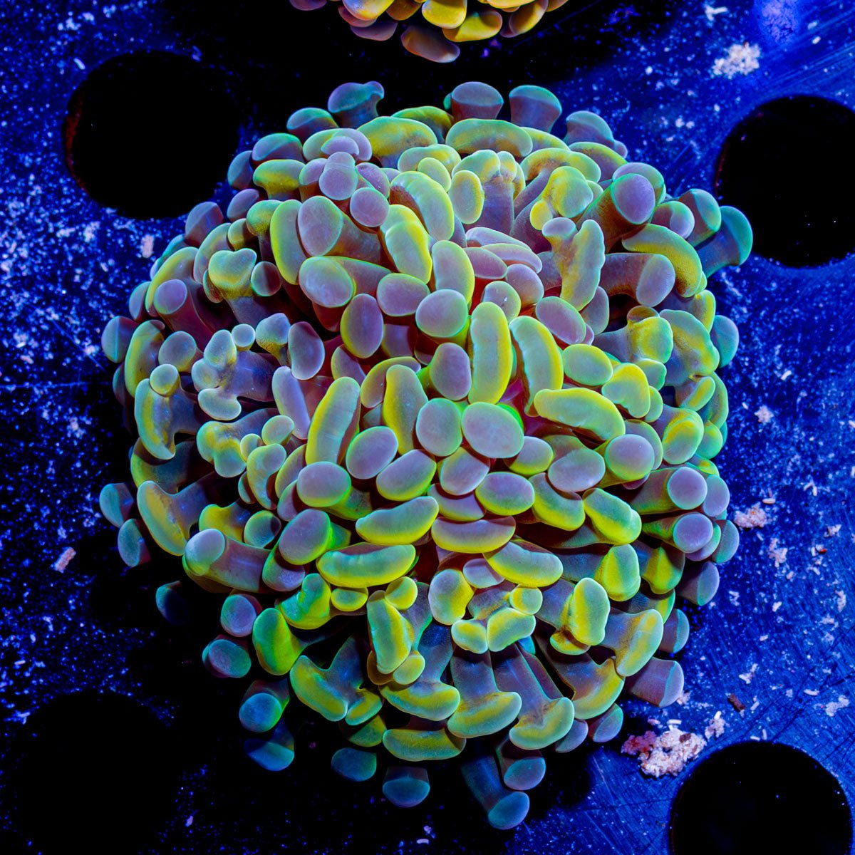 Assorted Branching Hammer - Cultured - riptide aquaculture llc