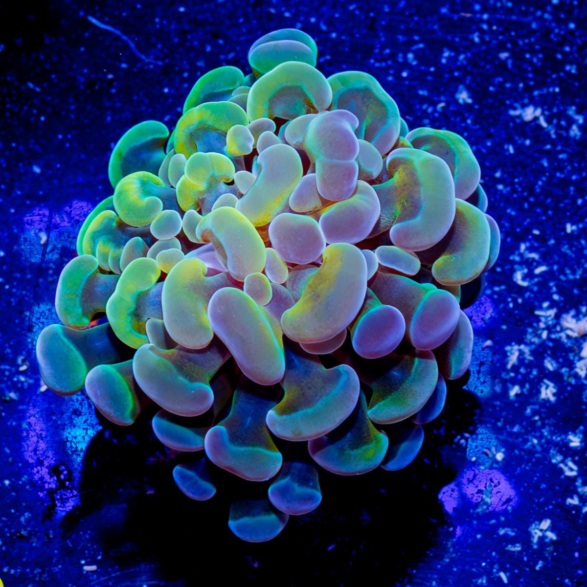 Assorted Branching Hammer - Cultured - riptide aquaculture llc