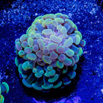 Assorted Branching Hammer - Cultured - riptide aquaculture llc