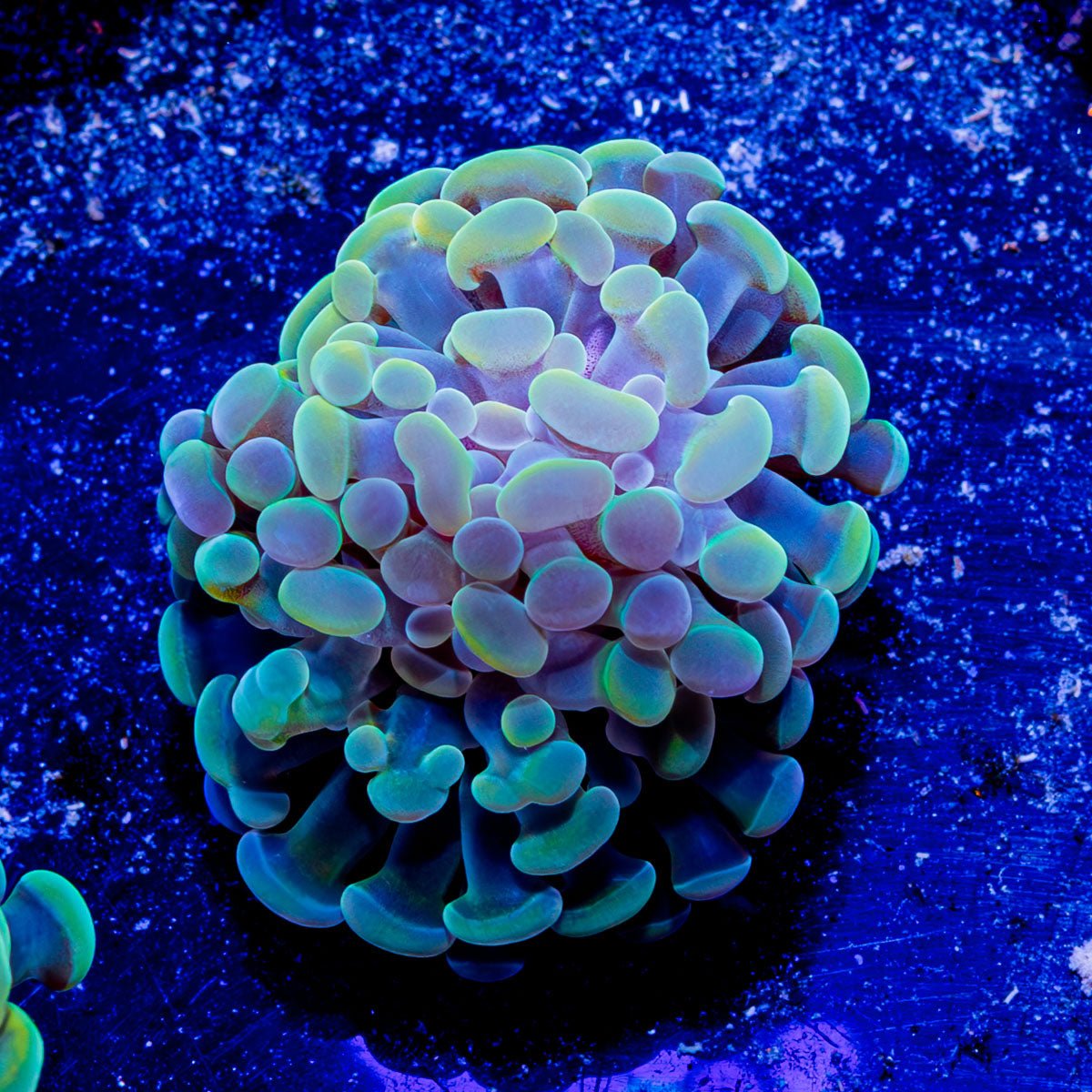 Assorted Branching Hammer - Cultured - riptide aquaculture llc