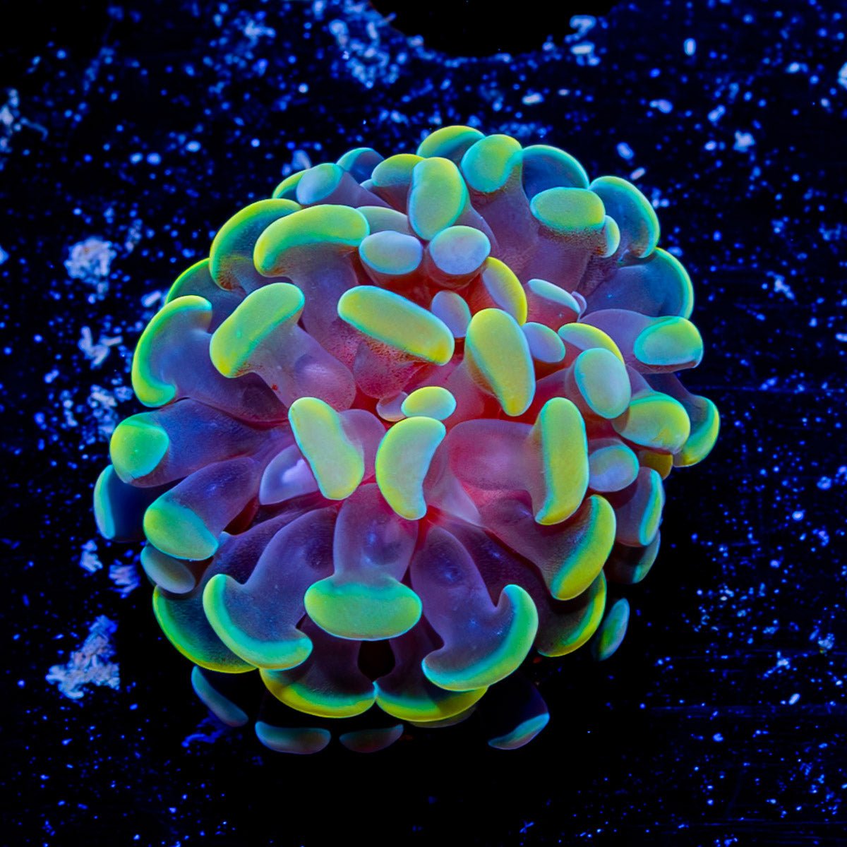 Assorted Branching Hammer - Cultured - riptide aquaculture llc