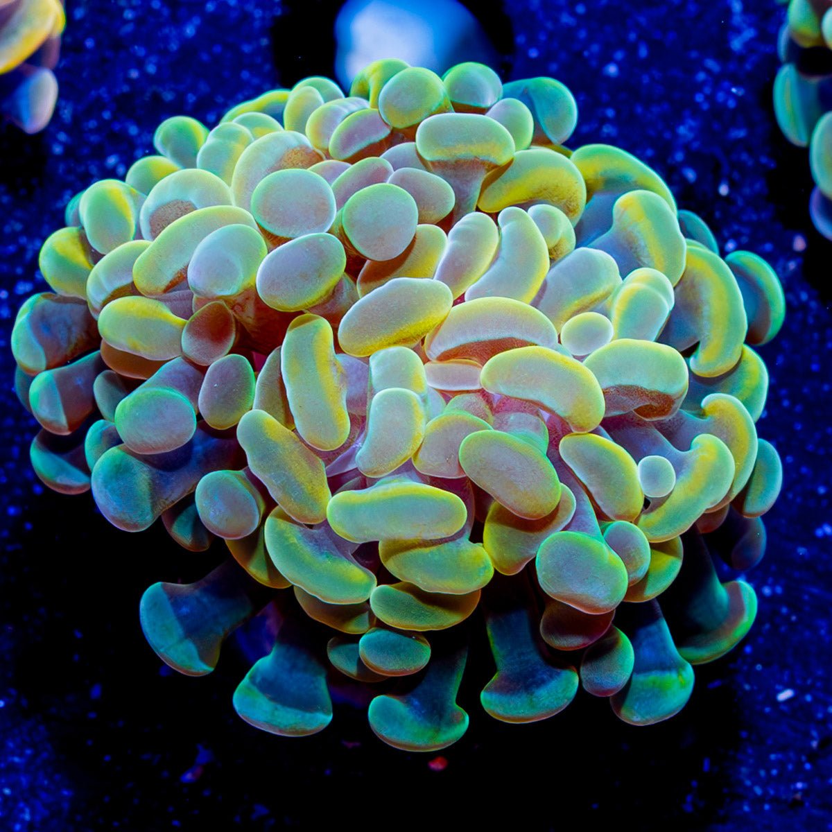 Assorted Branching Hammer - Cultured - riptide aquaculture llc