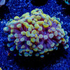 Assorted Branching Hammer - Cultured - riptide aquaculture llc