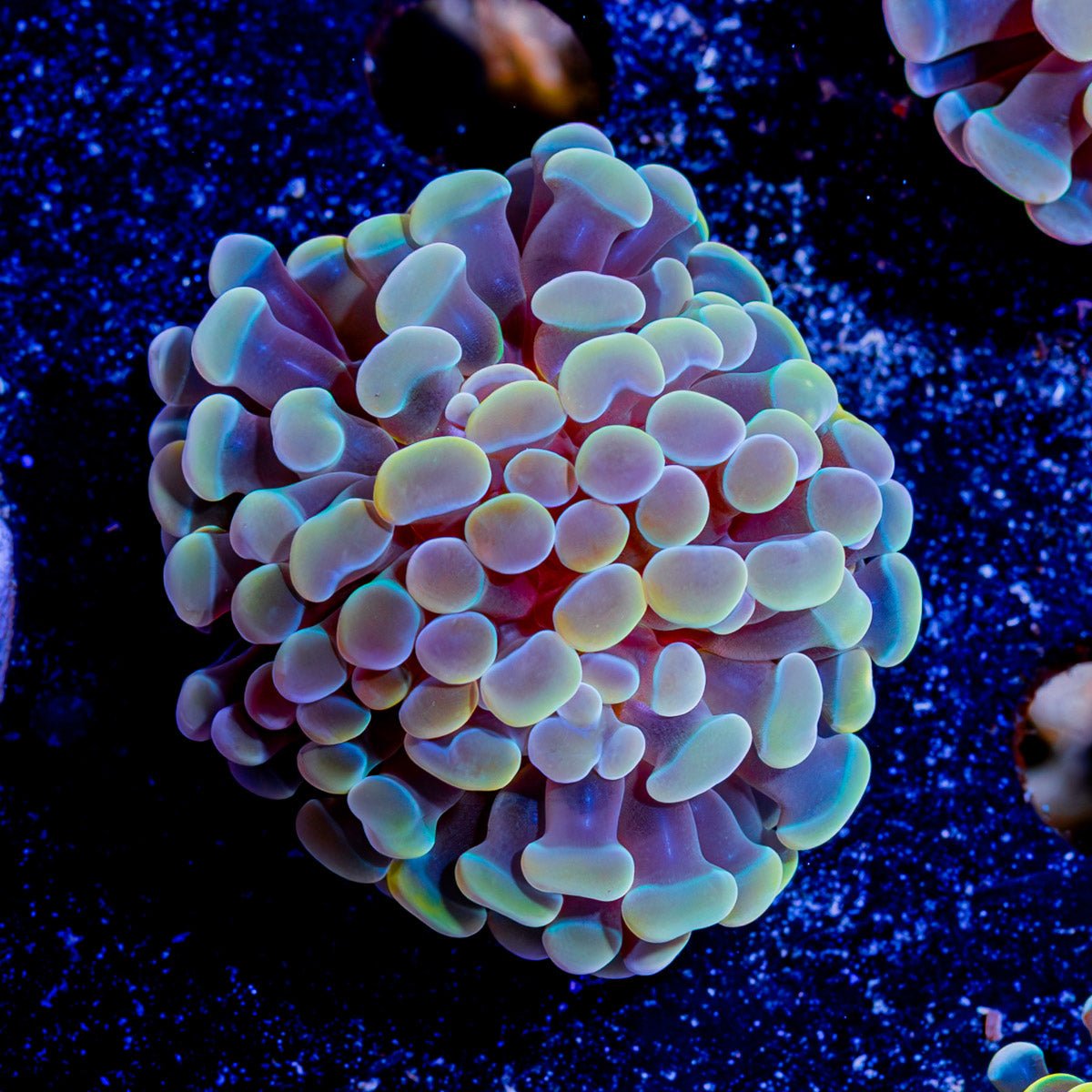 Assorted Branching Hammer - Cultured - riptide aquaculture llc