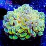 Assorted Branching Hammer - Cultured - riptide aquaculture llc