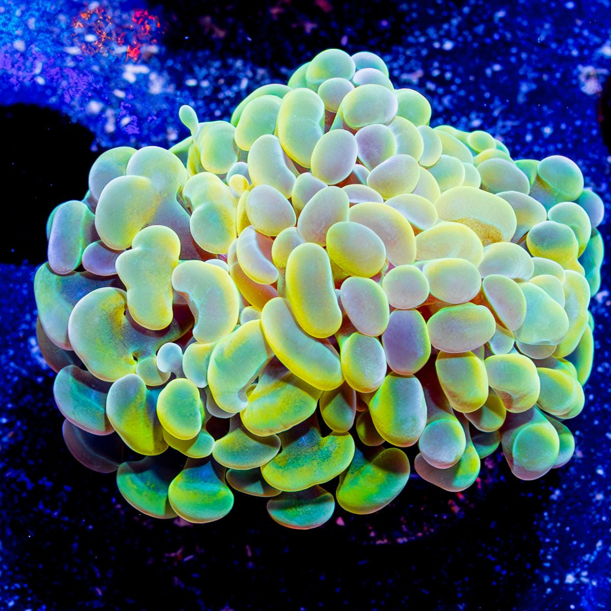 Assorted Branching Hammer - Cultured - riptide aquaculture llc