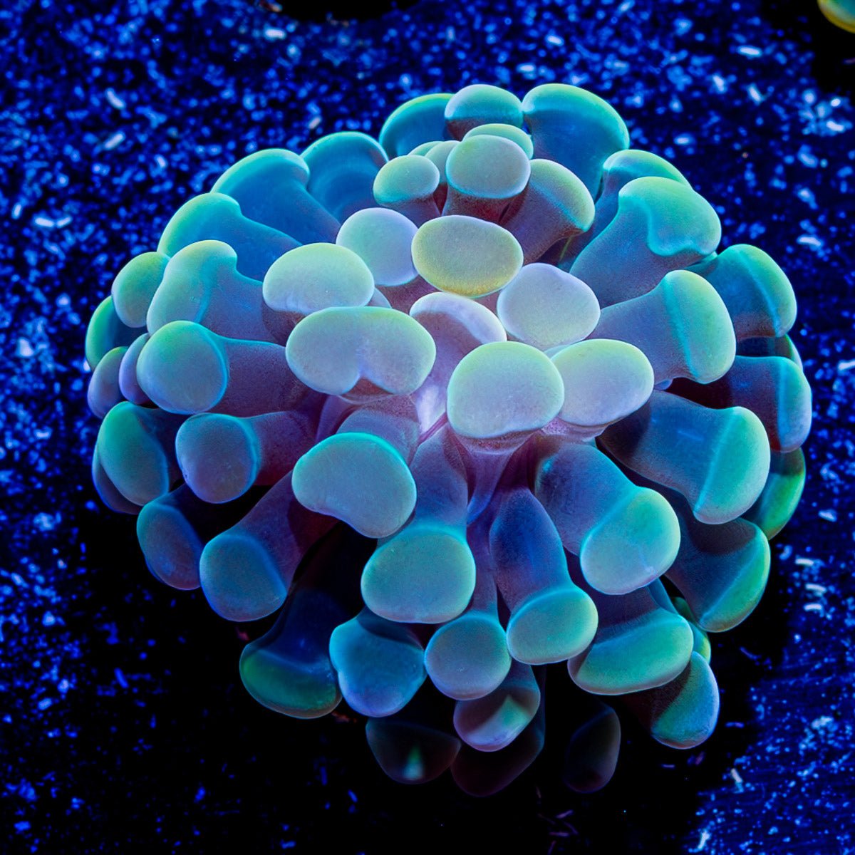 Assorted Branching Hammer - Cultured - riptide aquaculture llc
