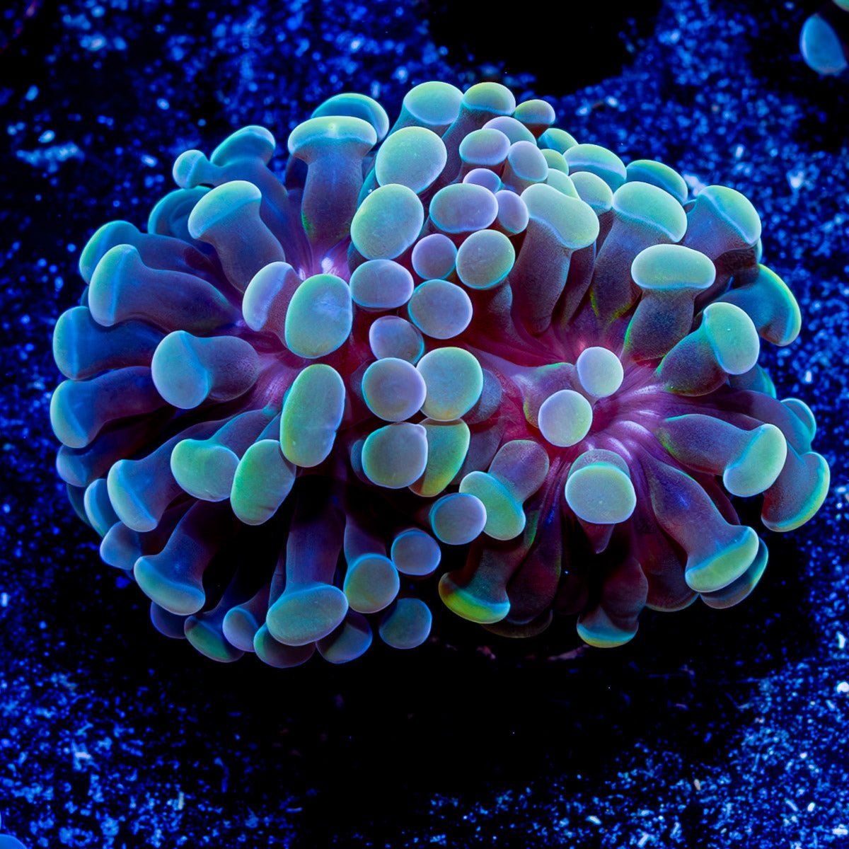 Assorted Branching Hammer - Cultured - riptide aquaculture llc