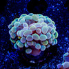 Assorted Branching Hammer - Cultured - riptide aquaculture llc