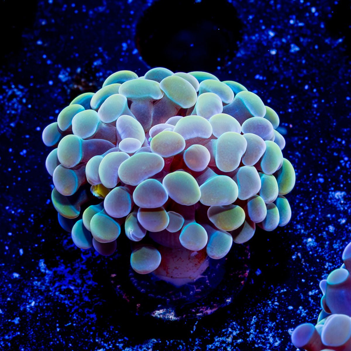 Assorted Branching Hammer - Cultured - riptide aquaculture llc