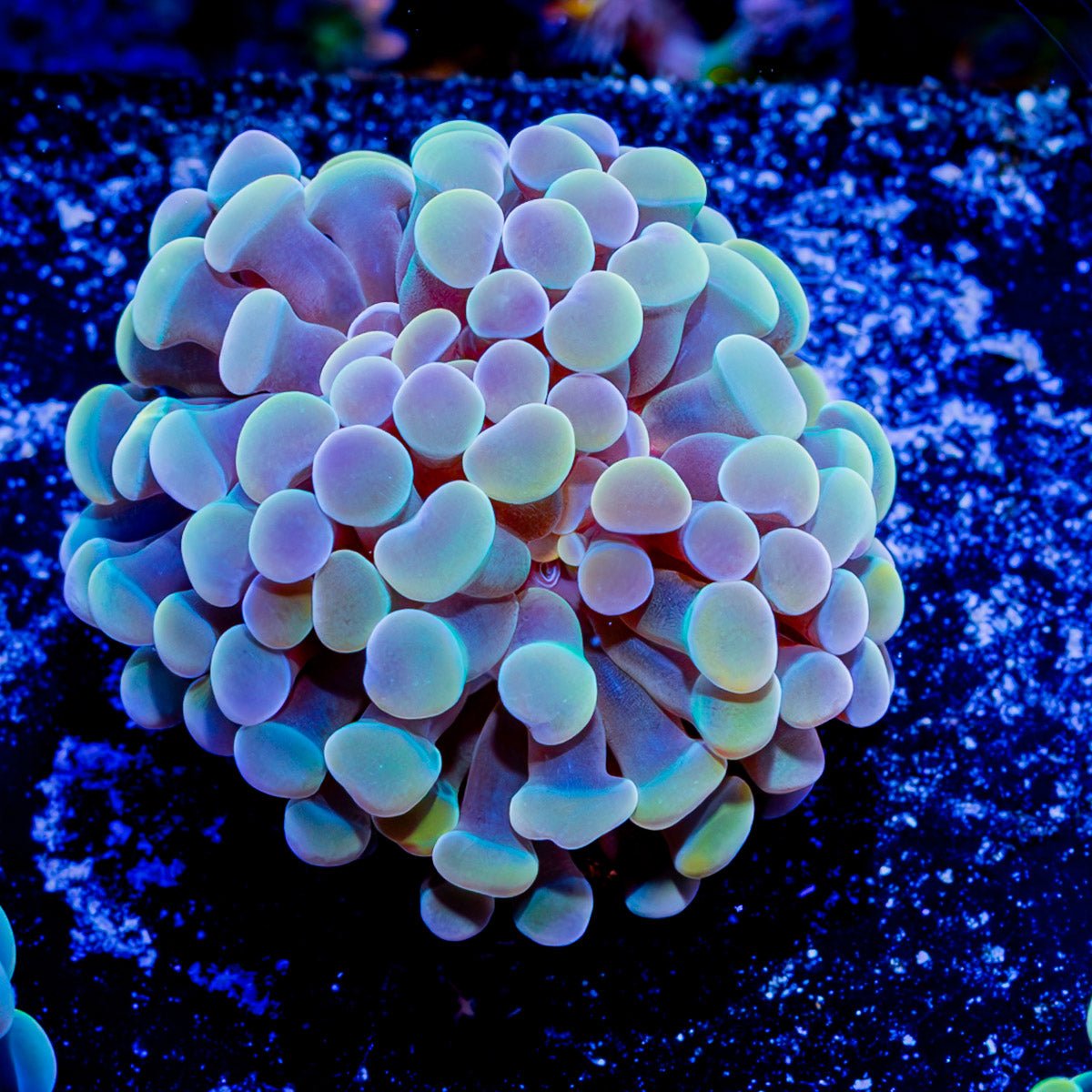 Assorted Branching Hammer - Cultured - riptide aquaculture llc