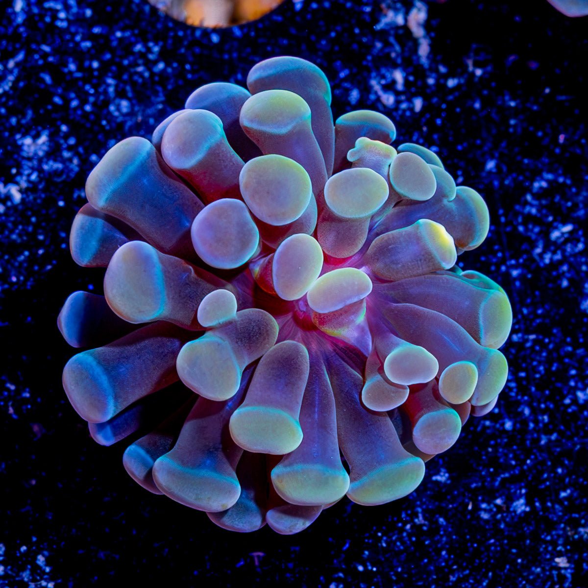 Assorted Branching Hammer - Cultured - riptide aquaculture llc