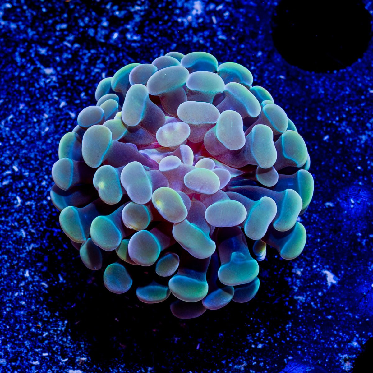 Assorted Branching Hammer - Cultured - riptide aquaculture llc
