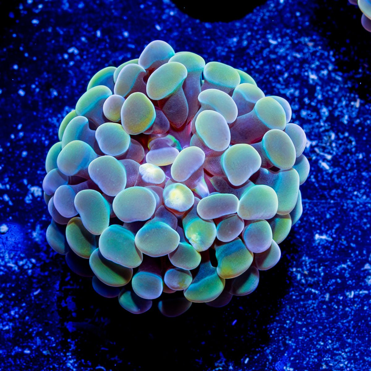 Assorted Branching Hammer - Cultured - riptide aquaculture llc