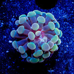 Assorted Branching Hammer - Cultured - riptide aquaculture llc