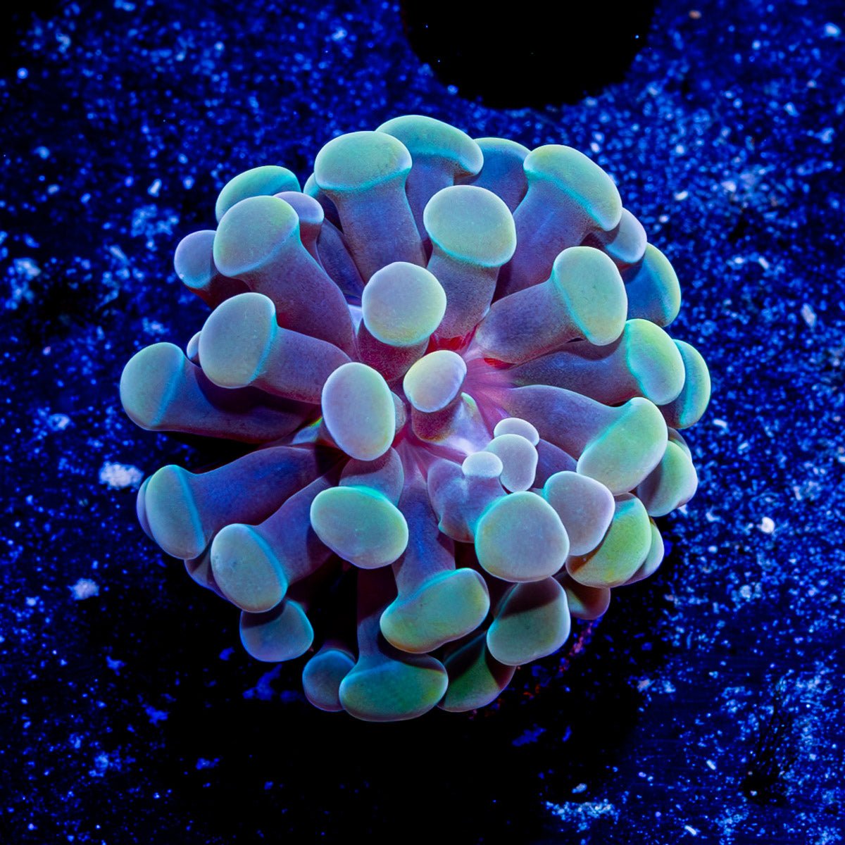 Assorted Branching Hammer - Cultured - riptide aquaculture llc
