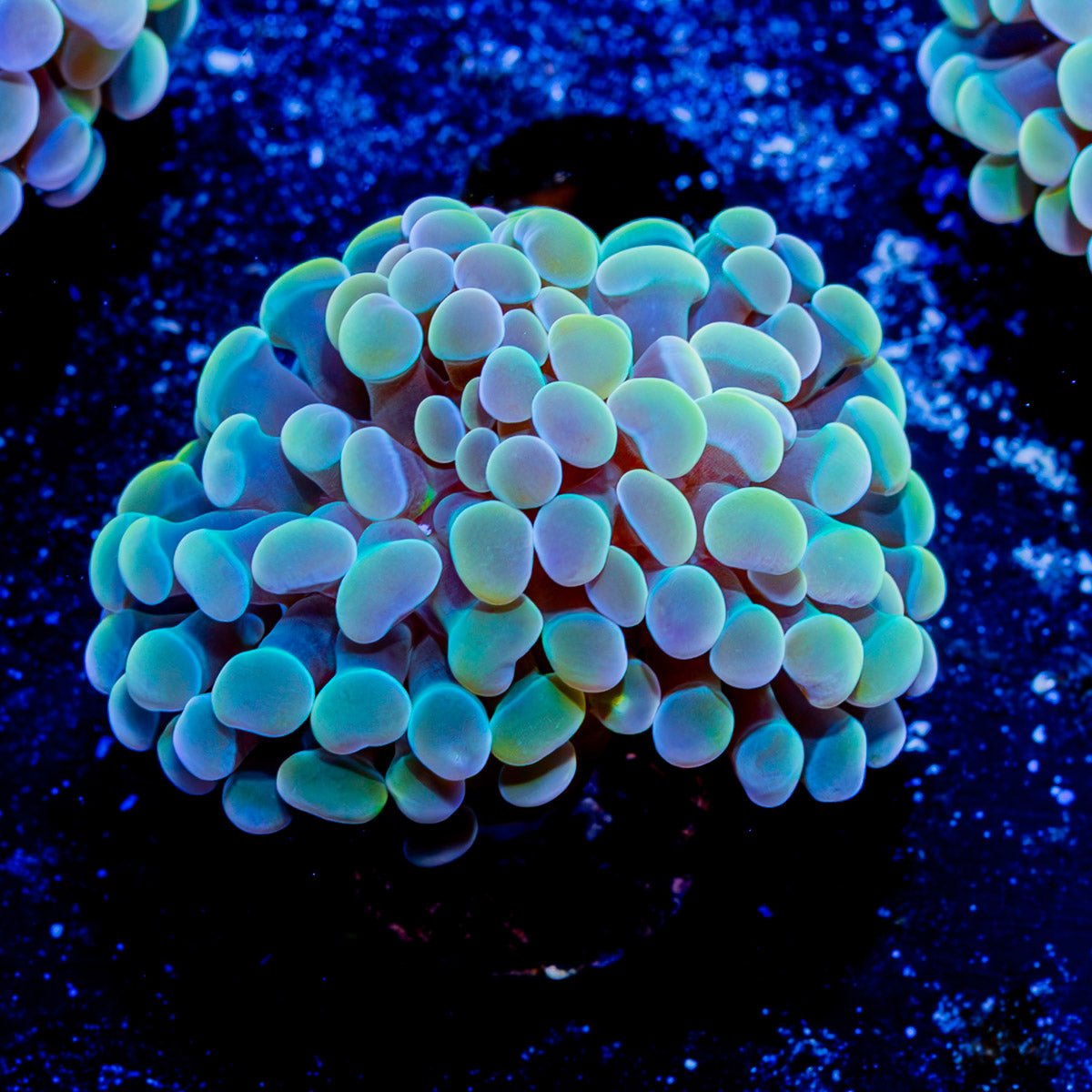 Assorted Branching Hammer - Cultured - riptide aquaculture llc