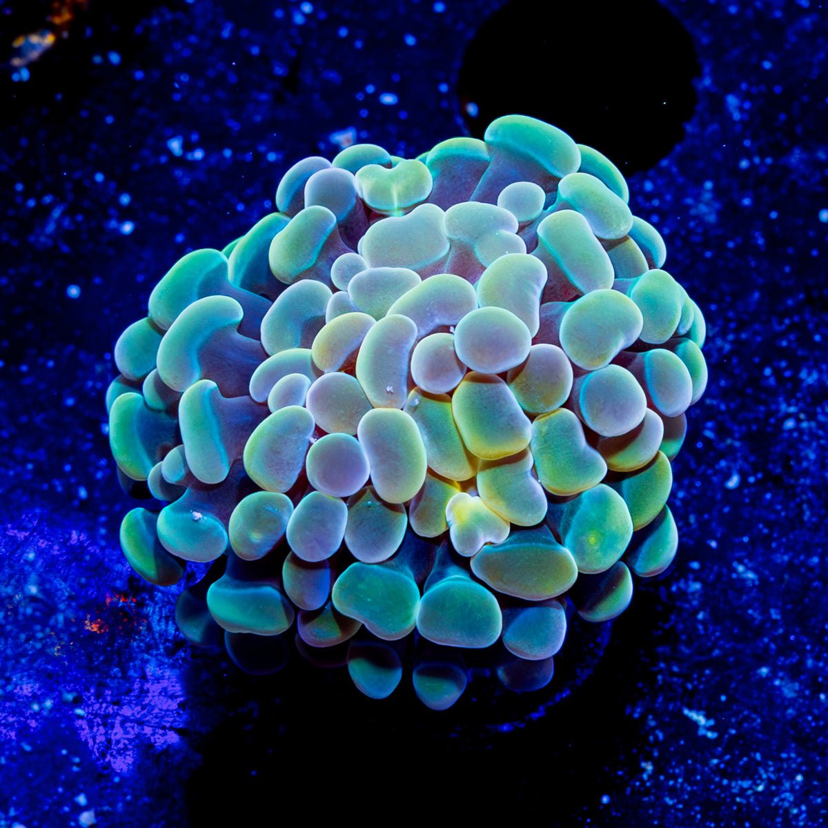 Assorted Branching Hammer - Cultured - riptide aquaculture llc