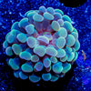 Assorted Branching Hammer - Cultured - riptide aquaculture llc
