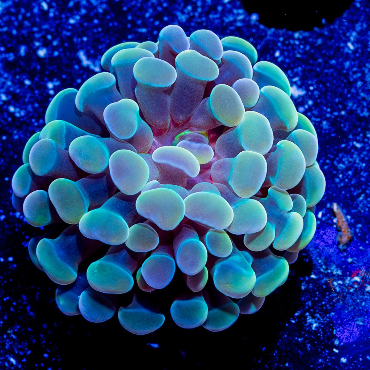 Assorted Branching Hammer - Cultured - riptide aquaculture llc