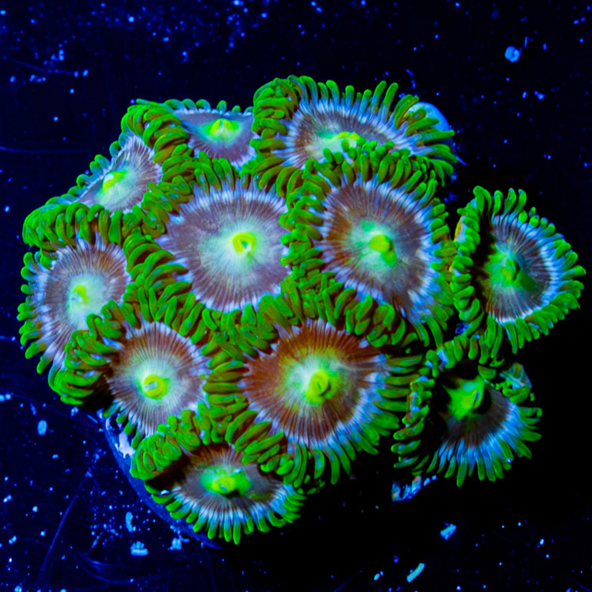Green Bay Packers Zoanthid - riptide aquaculture llc