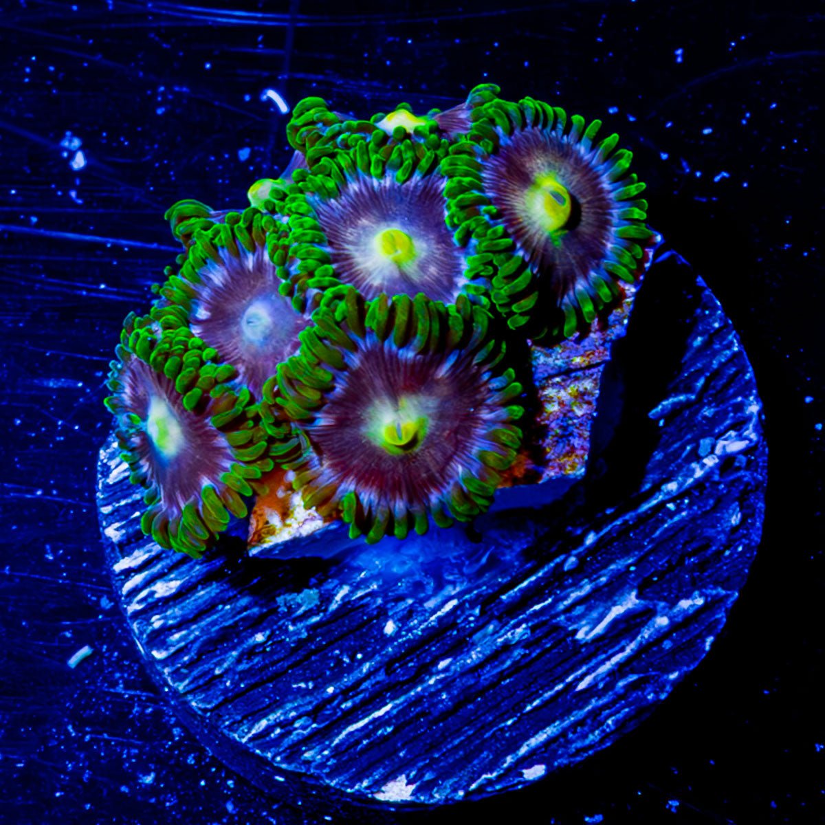 Laser Lemon Zoanthid - riptide aquaculture llc