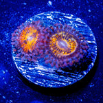 Mohawks Zoanthid - riptide aquaculture llc