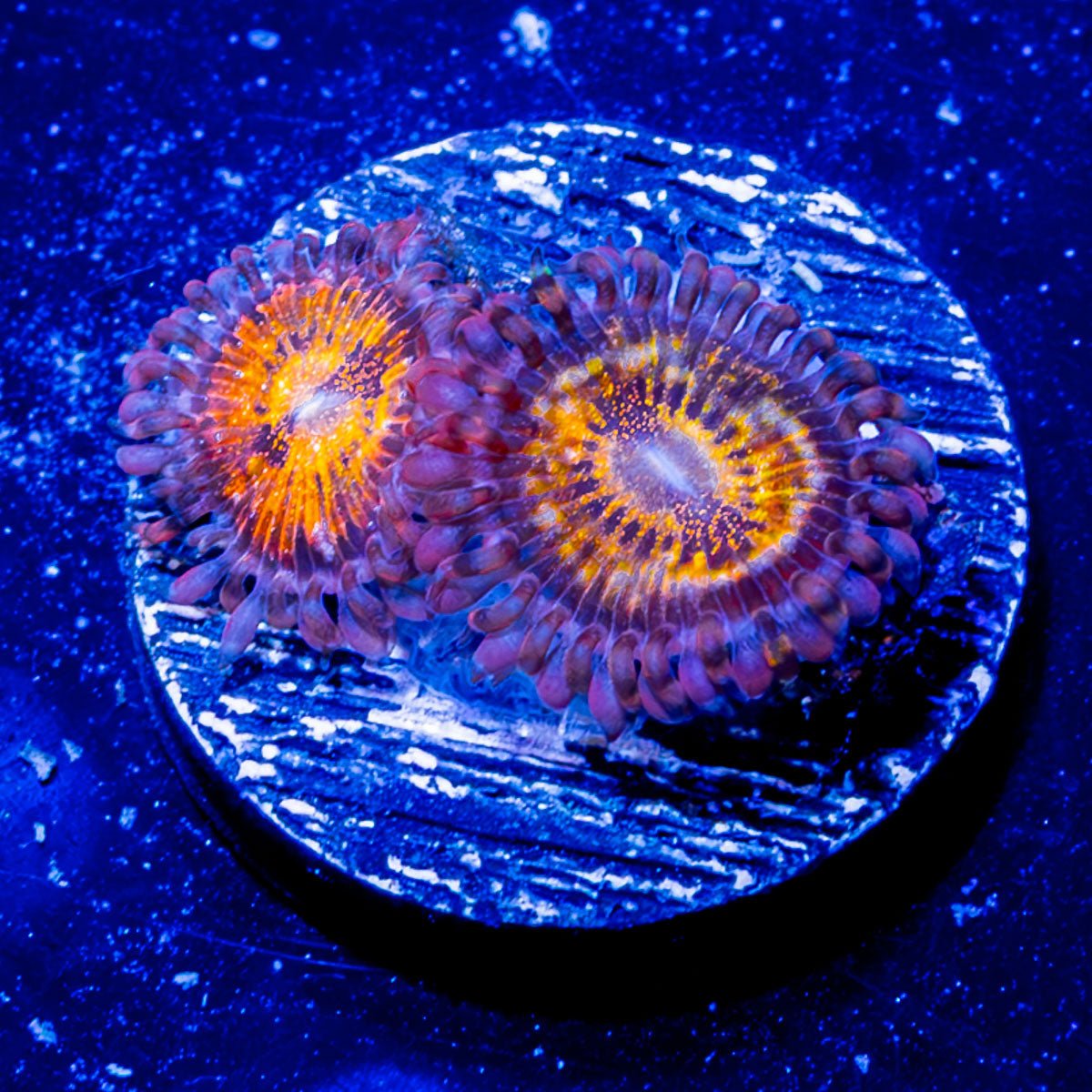 Mohawks Zoanthid - riptide aquaculture llc