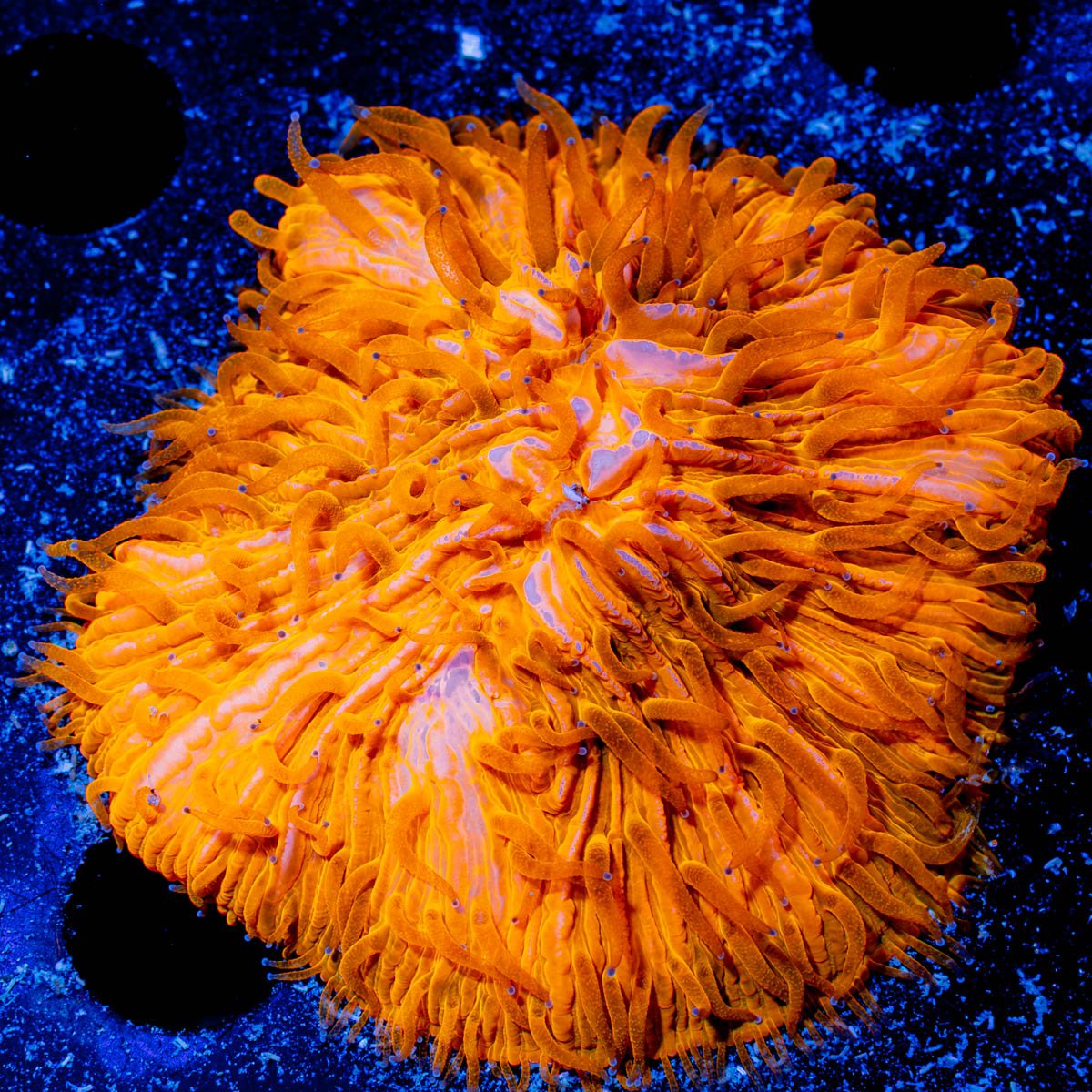 Orange Plate Coral - riptide aquaculture llc