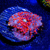 Red Interstellar Mushroom 
