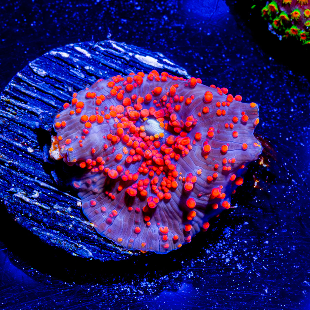 Red Interstellar Mushroom 